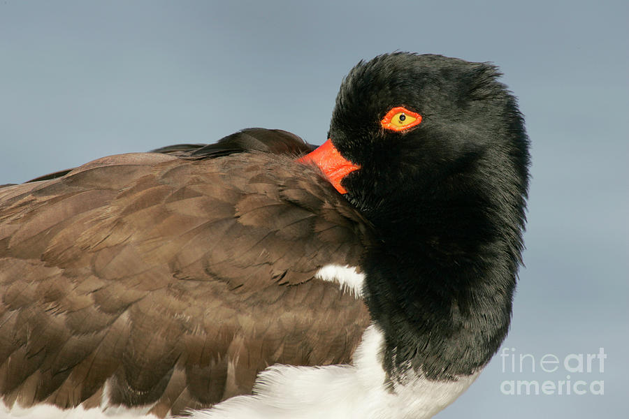American Oystercatcher Resting Photograph by Manuel Presti/science Photo Library