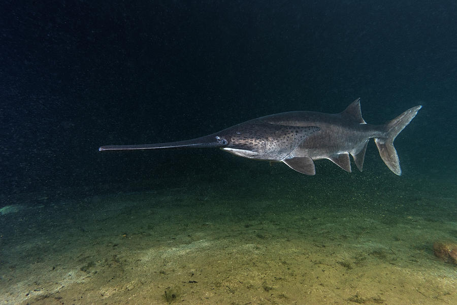 American Paddlefish Swimming Over Lake Bed, Russia Photograph by Olga Kamenskaya