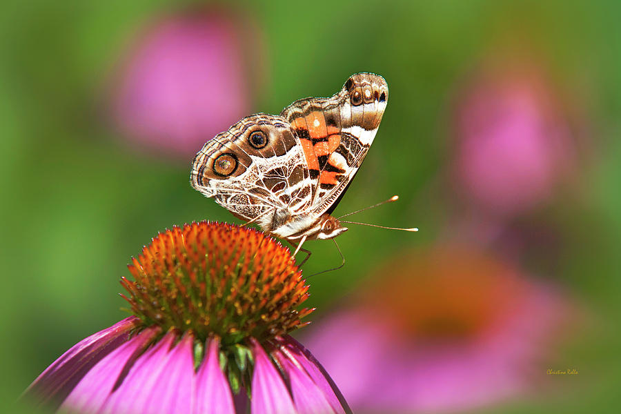 American Painted Lady Butterfly Photograph by Christina Rollo