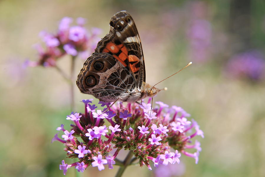 American Painted Lady Butterfly Photograph by Linda Trine