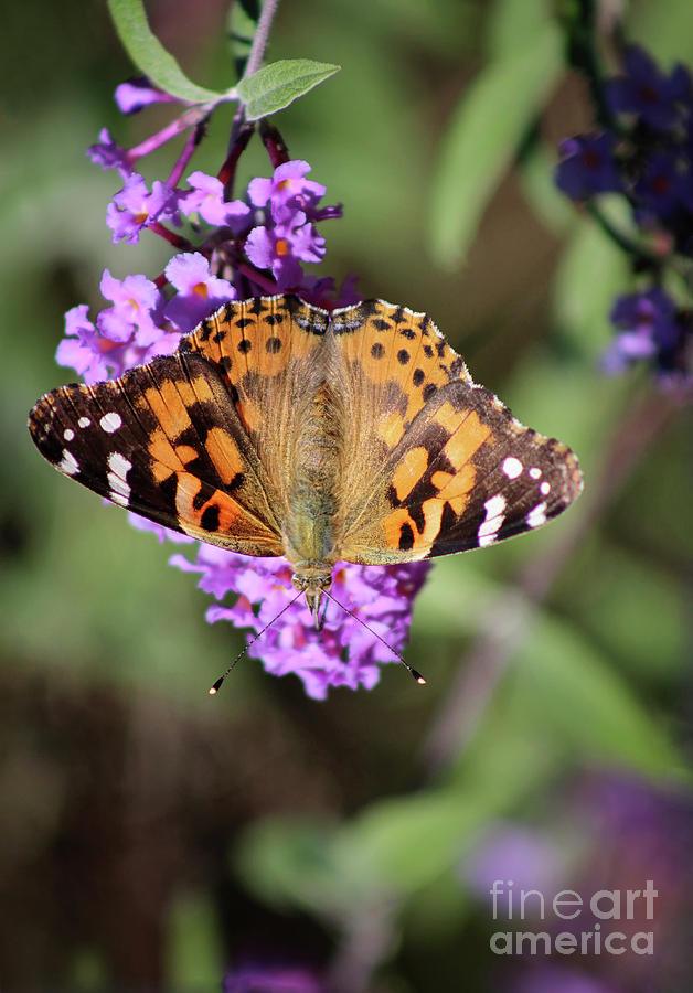 Painted Lady Butterfly Upside Down Photograph by Karen Adams