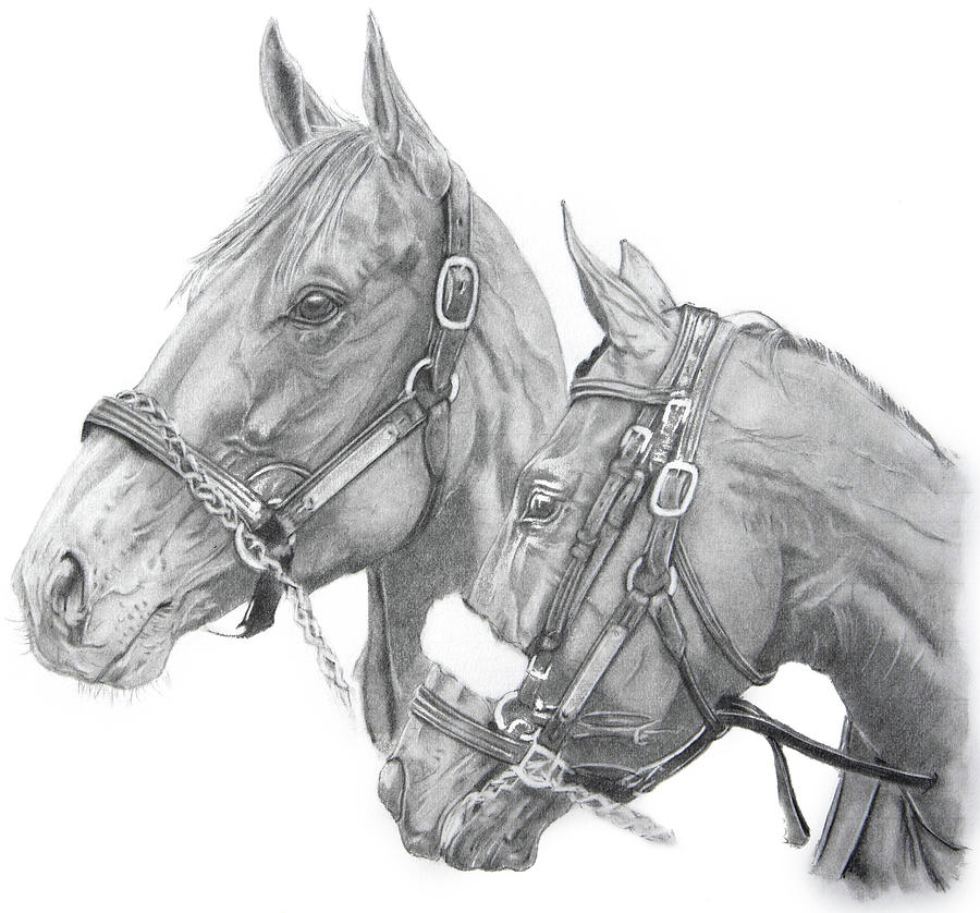 American Pharoah Drawing by Patrick McNelis | Fine Art America