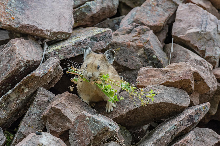 American Pika Collecting Photograph by Jeff Foott