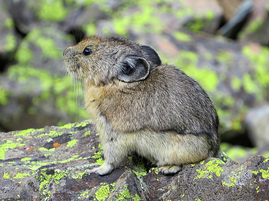 American Pika Photograph by Connor Beekman