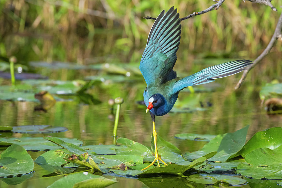 American Purple Gallinule Taking Off From Water Lily Pads. Photograph ...