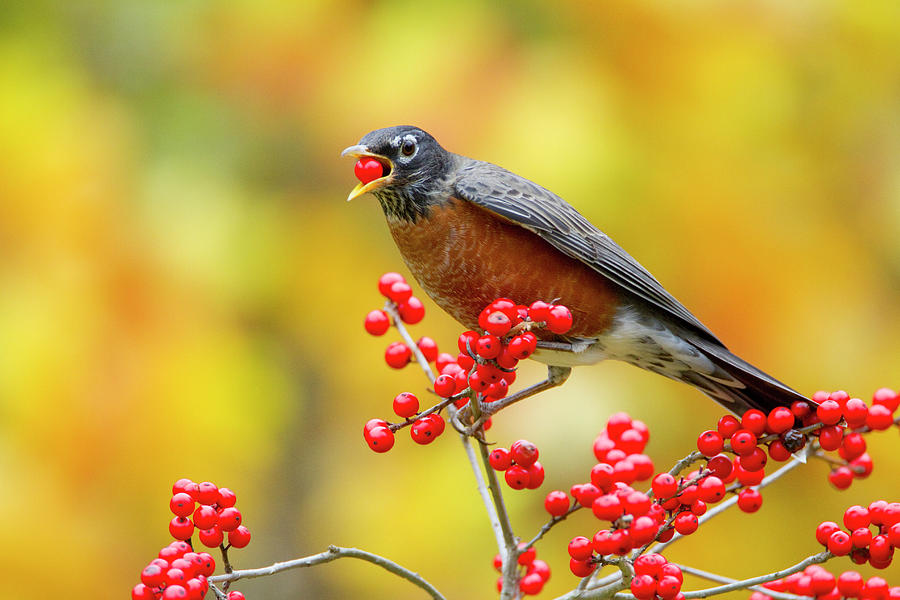 Wildlife Photograph - American Robin Feeding On Holly Berries, New York, Usa by Marie Read / Naturepl.com