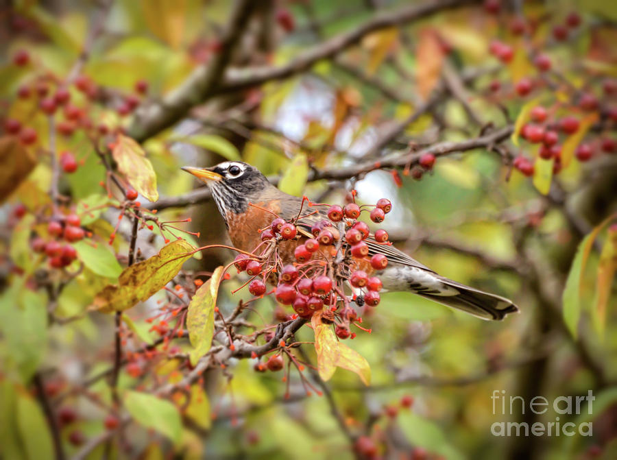 American Robin in Autumn Berries Photograph by Kerri Farley