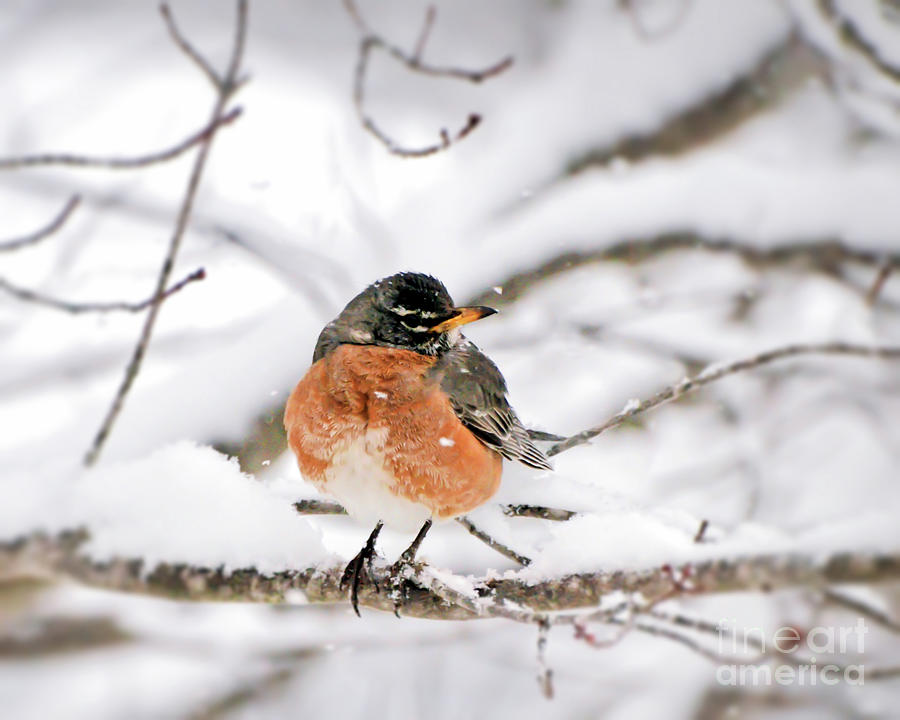 American Robin in the Snow Photograph by Kerri Farley