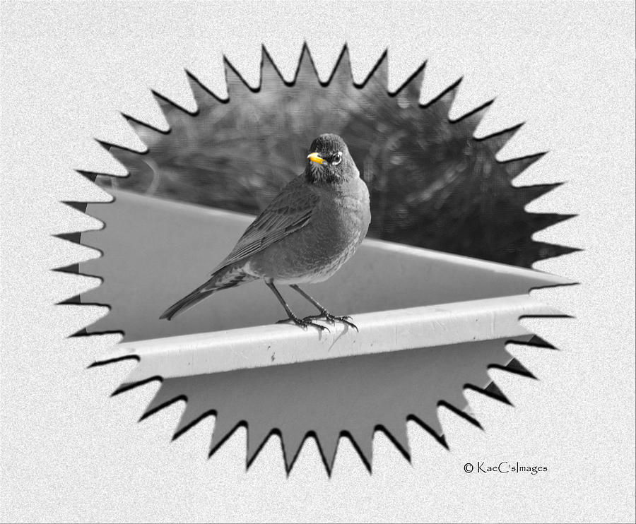 American Robin Portrait by Kae Cheatham American Robin Portrait by Kae Cheatham