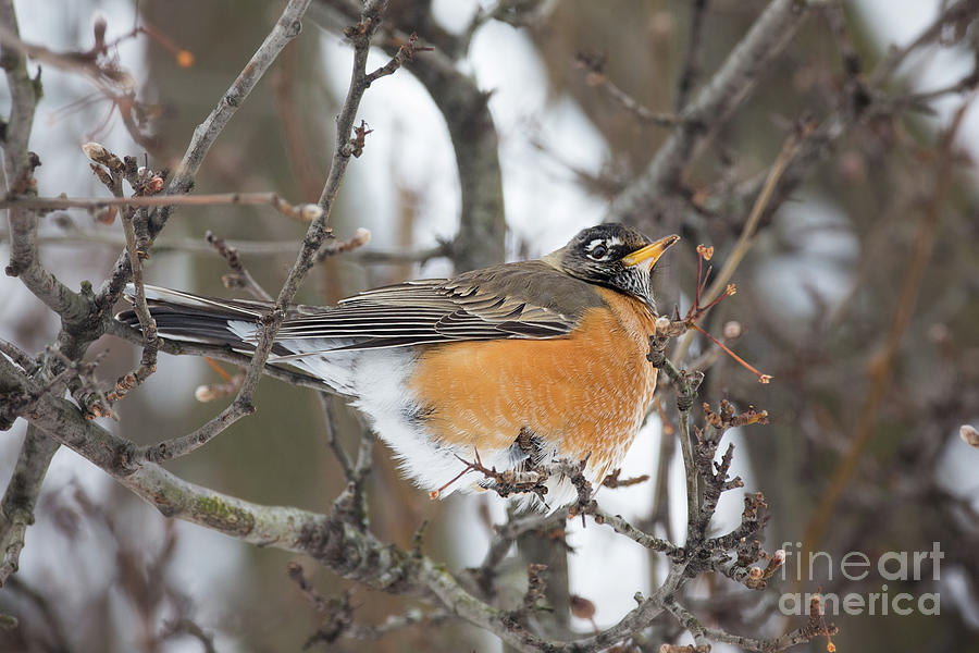 American Robin Red Breast Photograph by Sharon McConnell