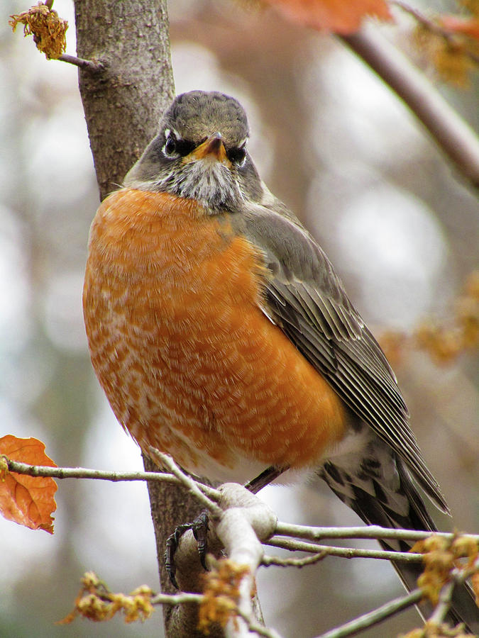 American Robin Photograph By Valerie Hosna - Davis Photography - Fine 