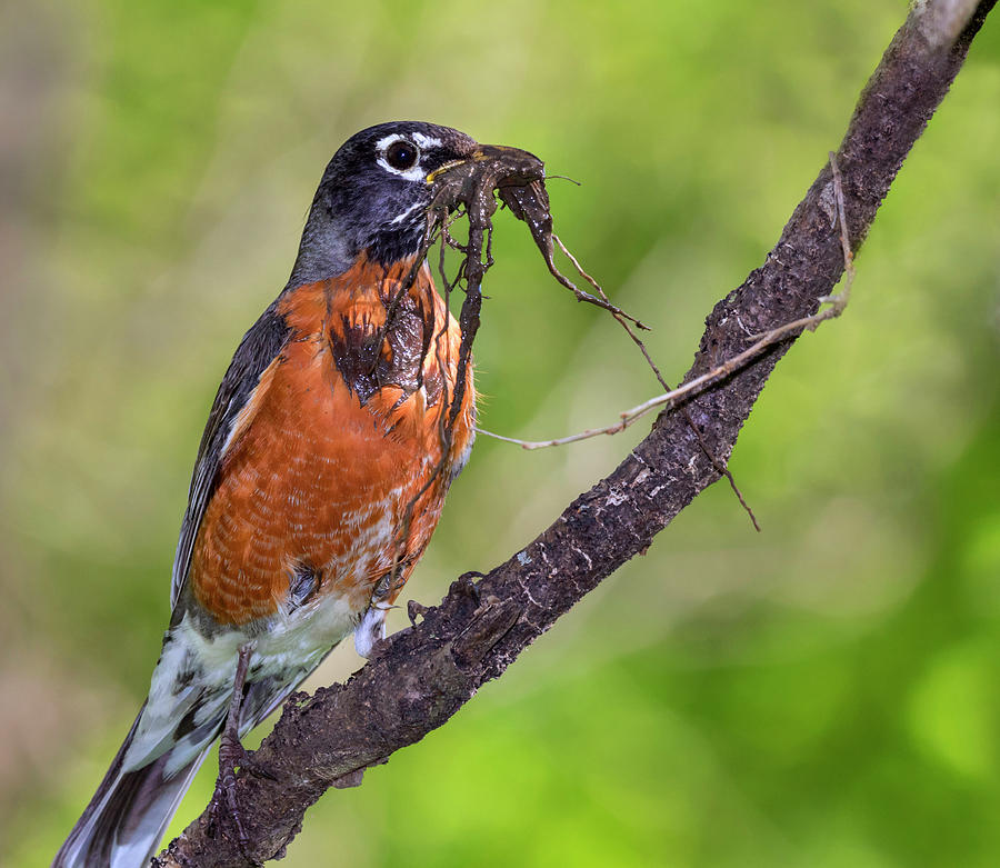 American Robin With Nesting Material Photograph by Ivan Kuzmin