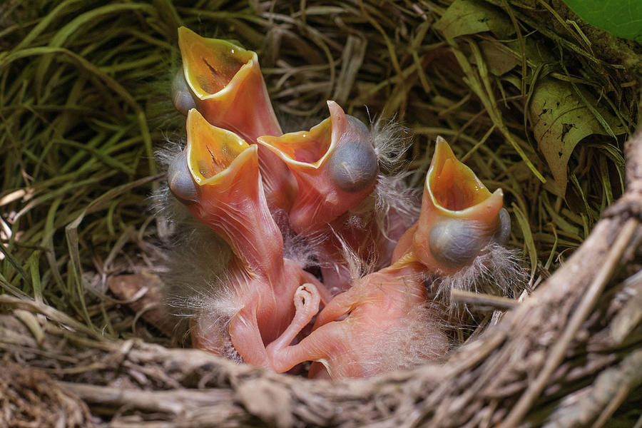 American Robins Nestlings Ready To Eat Photograph by Cavan Images