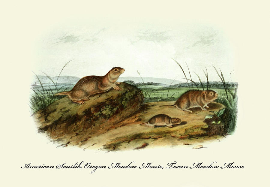American Souslik, Oregon Meadow Mouse, Texan Meadow Mouse Painting by John Joseph Audubon