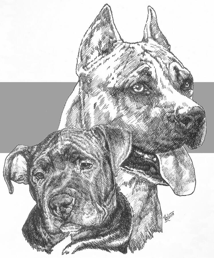 American Staffordshire Terrier and Pup Drawing by Barbara Keith
