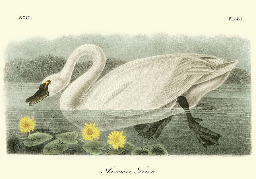 Bird Painting - American Swan by John James Audubon