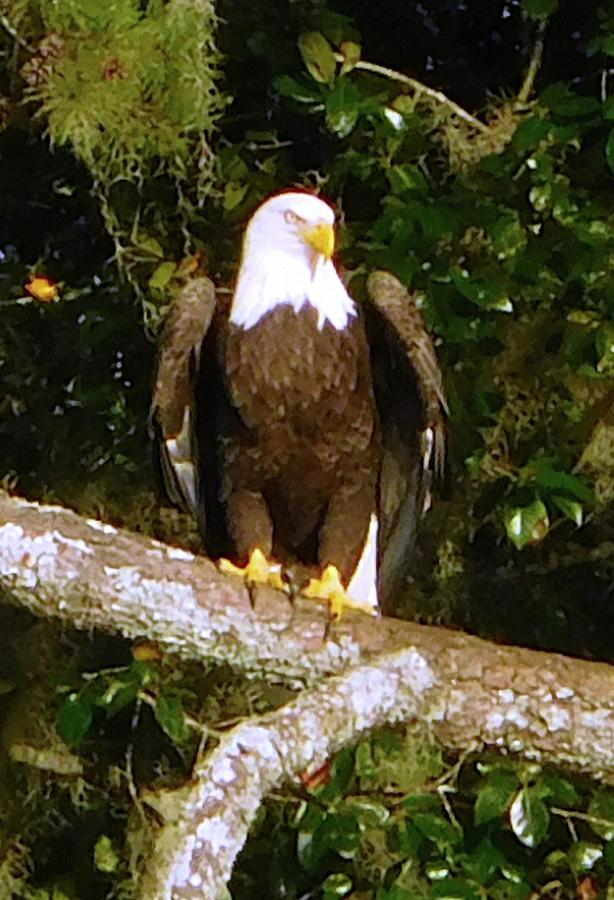 American Symbol Photograph by Karen Stansberry