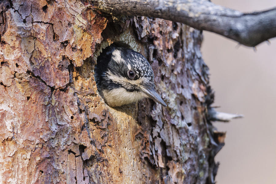 American Three-toed Woodpecker Photograph by James Zipp