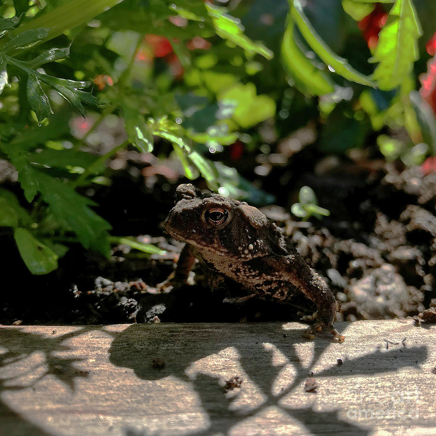 American Toad 2 Photograph by Amy E Fraser