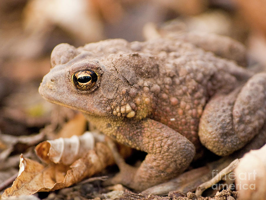 American Toad 3 Photograph by Dorothy Lee