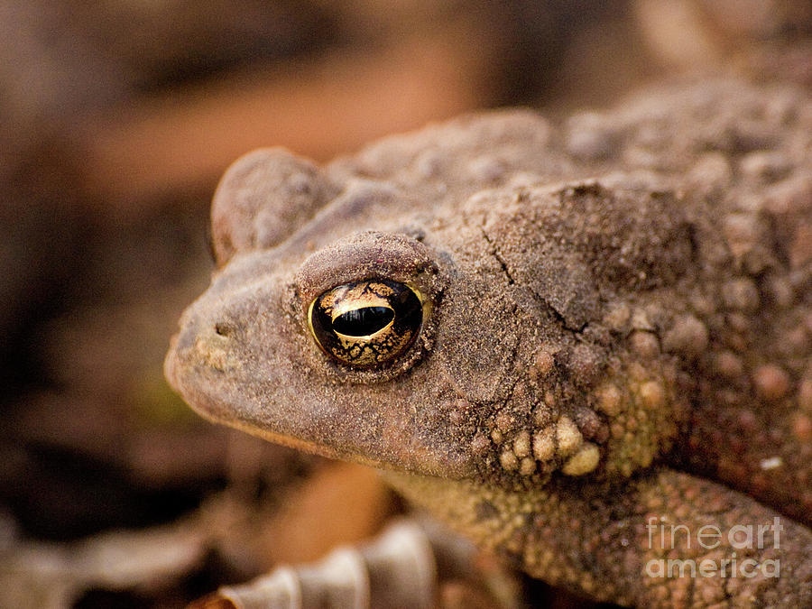American Toad Photograph by Dorothy Lee