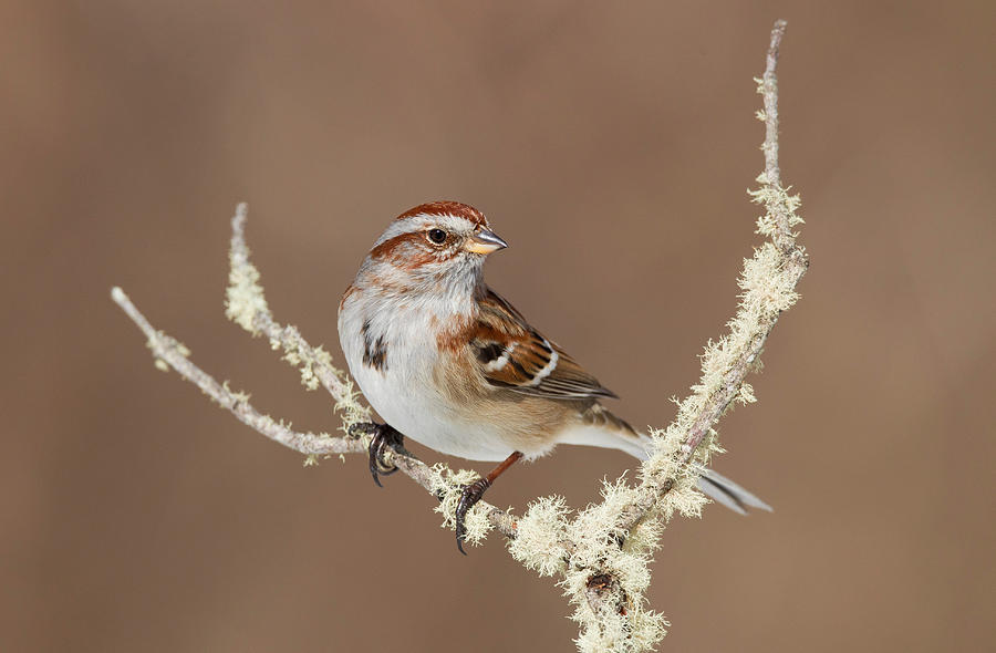 American Tree Sparrow, Spizella Arborea Photograph by James Zipp - Fine ...