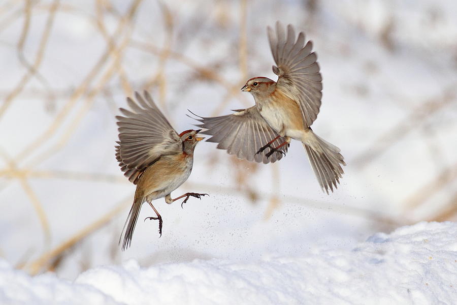 Sparrow Photograph - American Tree Sparrows by Alina Morozova