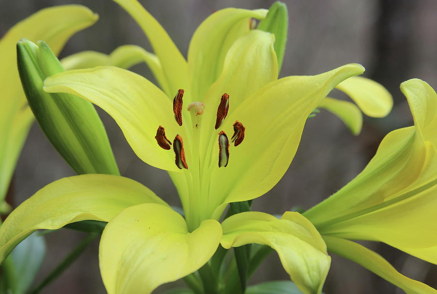 Lily Photograph - American Way Lilies 18 by Cathy Lindsey