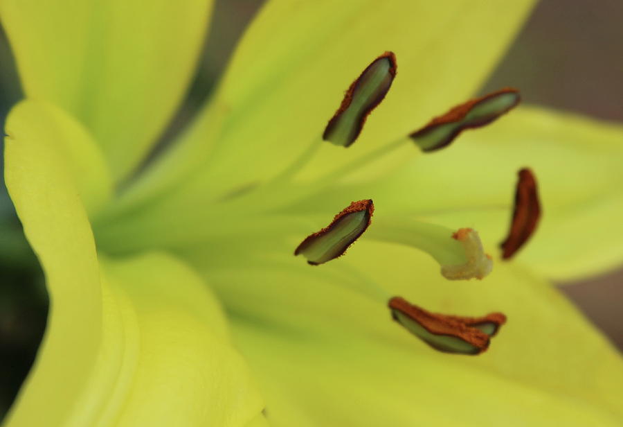 American Way Lily 4 Photograph by Cathy Lindsey - Fine Art America