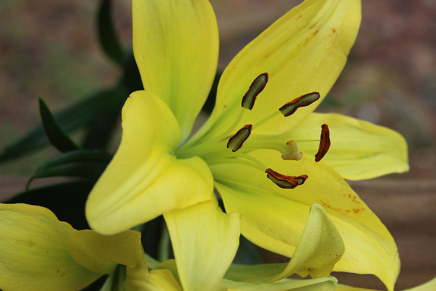 American Way Lily 8 Photograph by Cathy Lindsey - Fine Art America