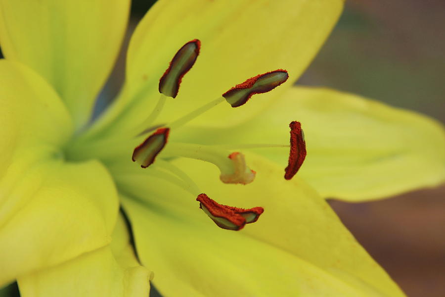 American Way Lily Photograph by Cathy Lindsey - Fine Art America