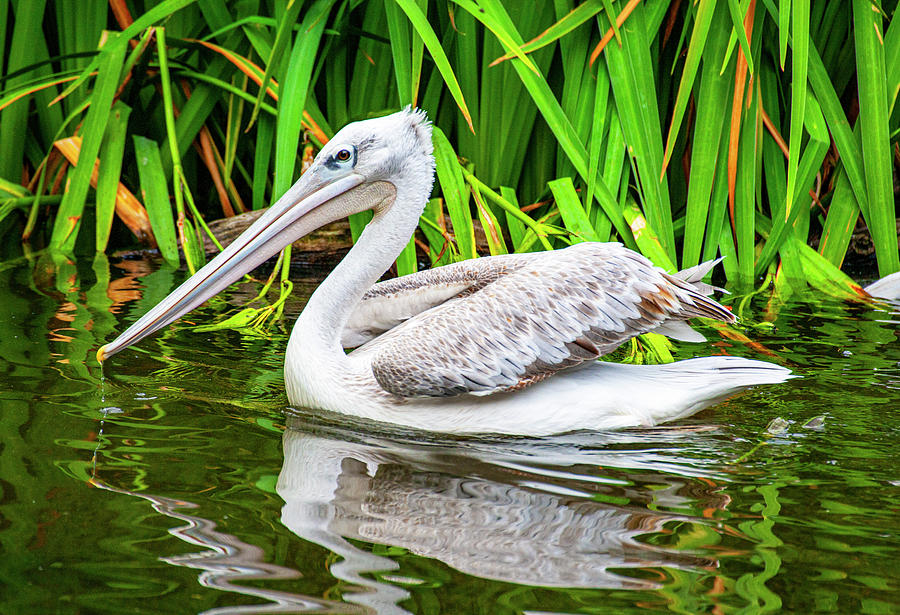 American Whiite Pelican Photograph by Anthony Jones