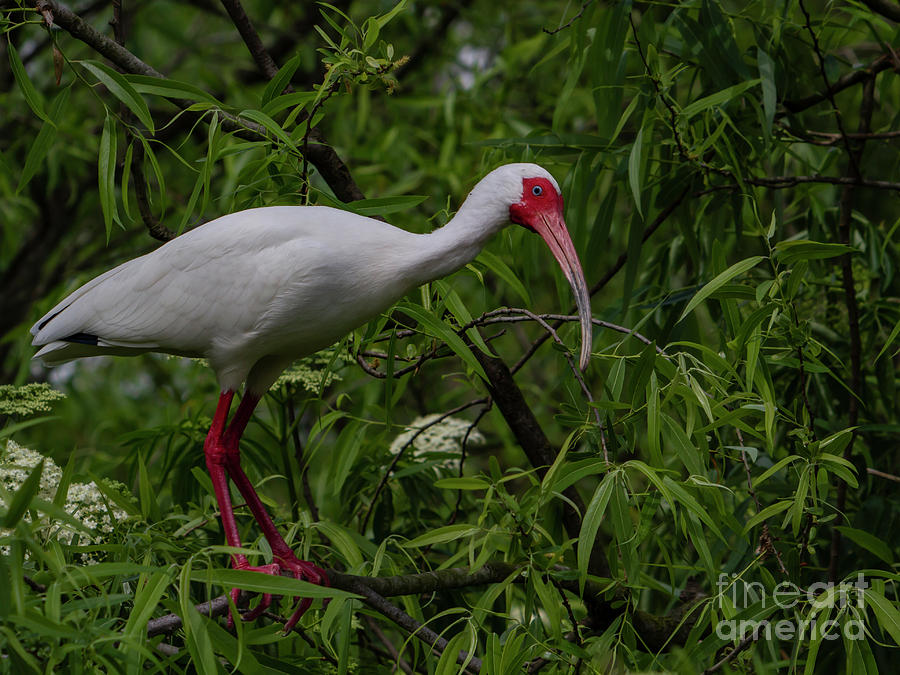 American White Ibis by Blair Howell American White Ibis by Blair Howell