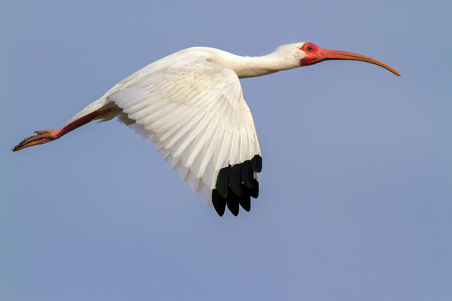 American White Ibis Flying In Blue Sky Photograph by Ivan Kuzmin
