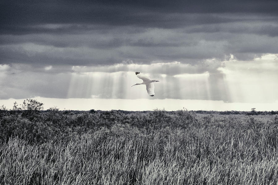 American White Ibis Flying Over The Everglades Digital Art by Ethera