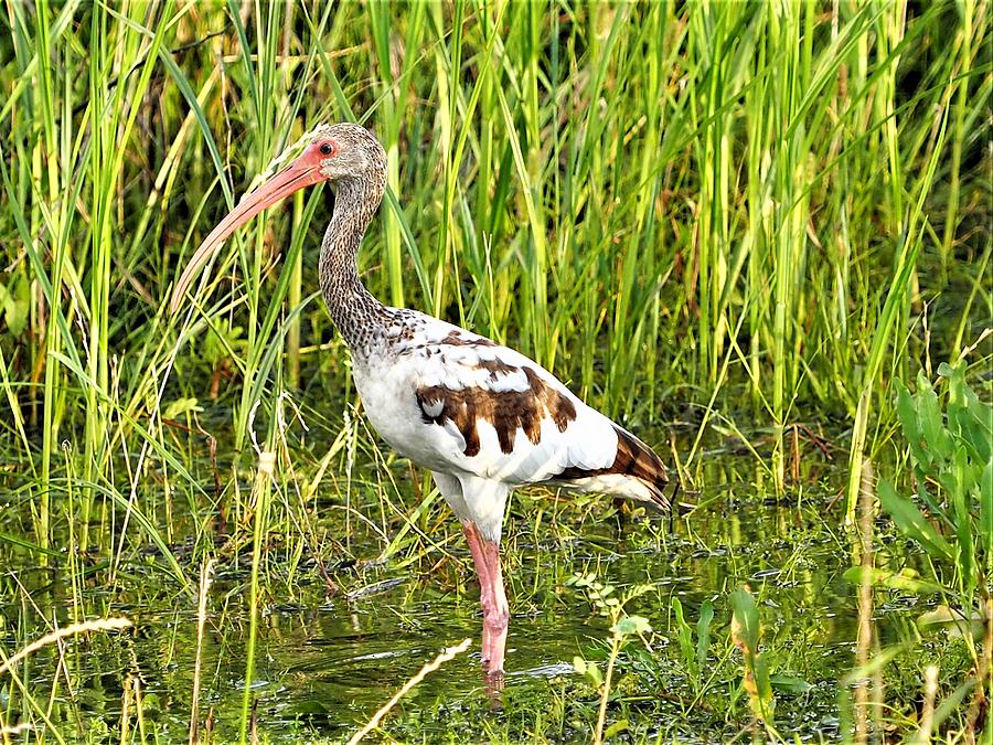 American White Ibis Photograph by Jerry Connally