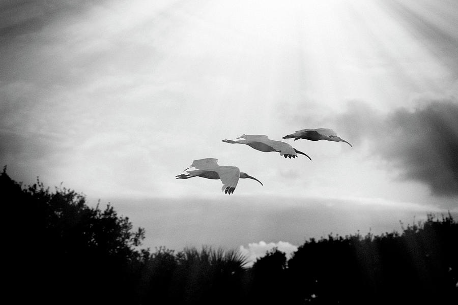 American White Ibises In Flight Digital Art by Laura Diez