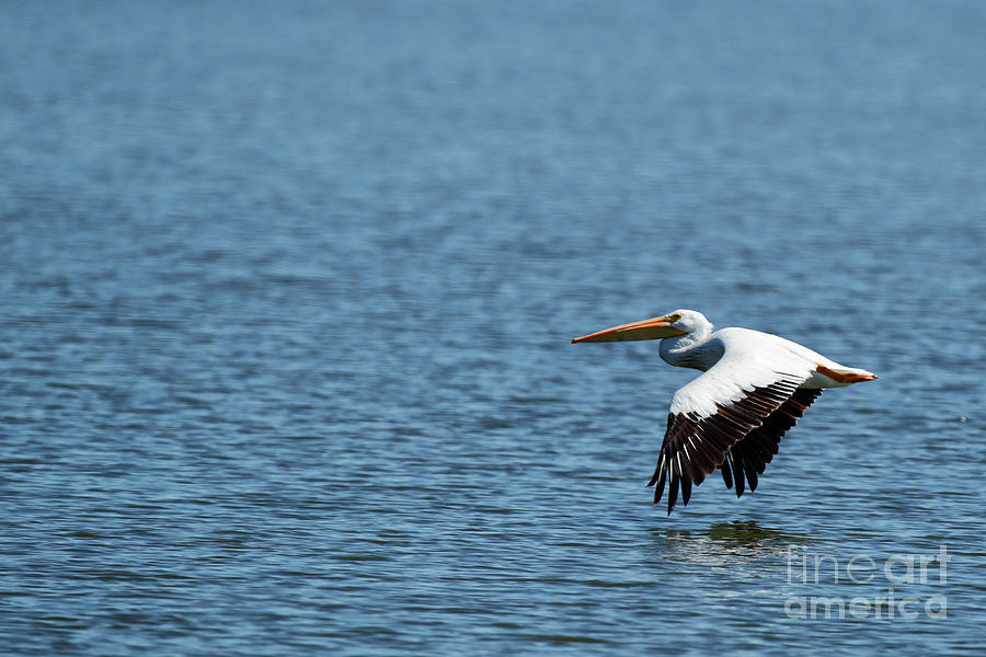 American White Pelican at Emiquon 0357 Photograph by Alan Look