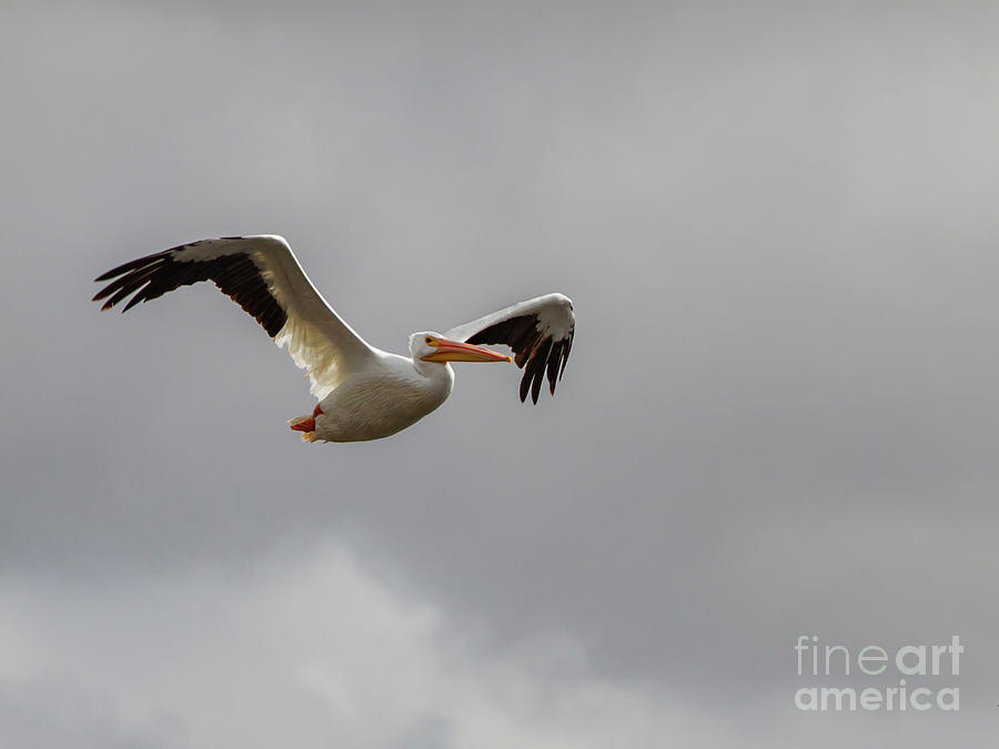 American White Pelican by Blair Howell American White Pelican by Blair Howell