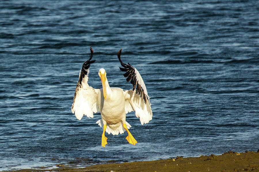 American White Pelican Photograph by Donald Pash