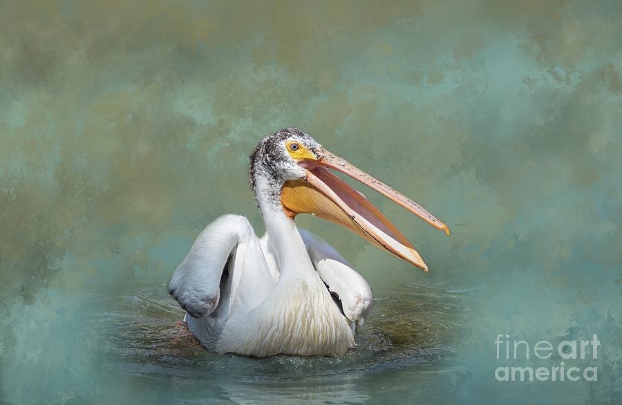 American White Pelican Photograph by Eva Lechner