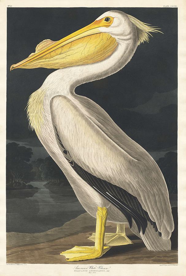 American White Pelican From Birds Of America  1827 By John James Audubon  1785 - 1851   Etched By Painting