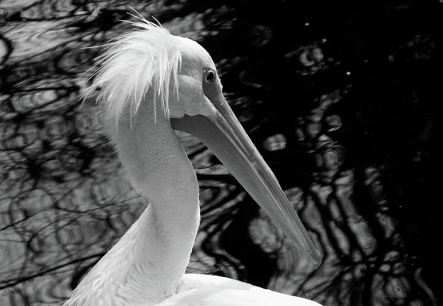 American White Pelican in Black and White Photograph by Judy Wanamaker