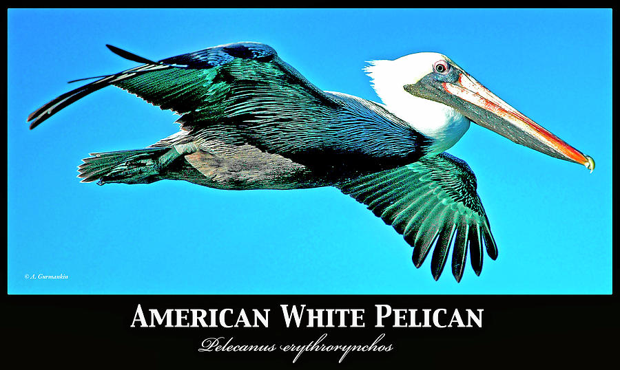 American White Pelican in Flight Photograph by A Macarthur Gurmankin