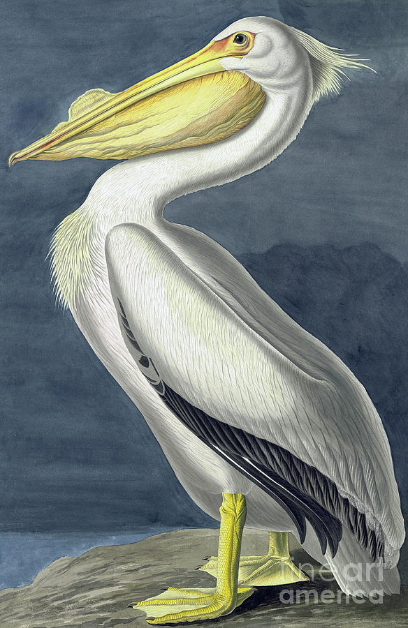American White Pelican, Pelecanus Erythrorhynchos by John James Audubon Painting by John James Audubon