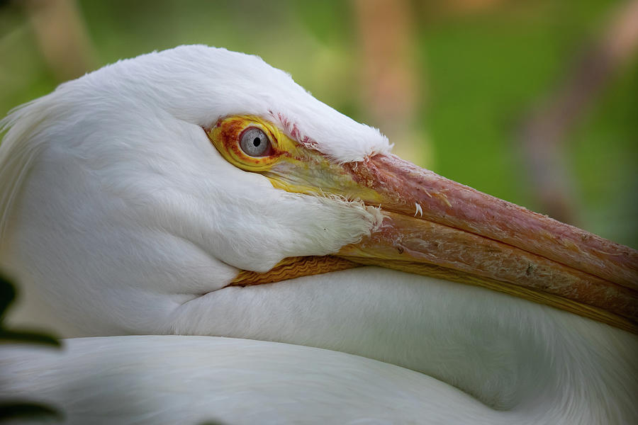 American White Pelican - Pelecanus Erythrorhynchos Photograph