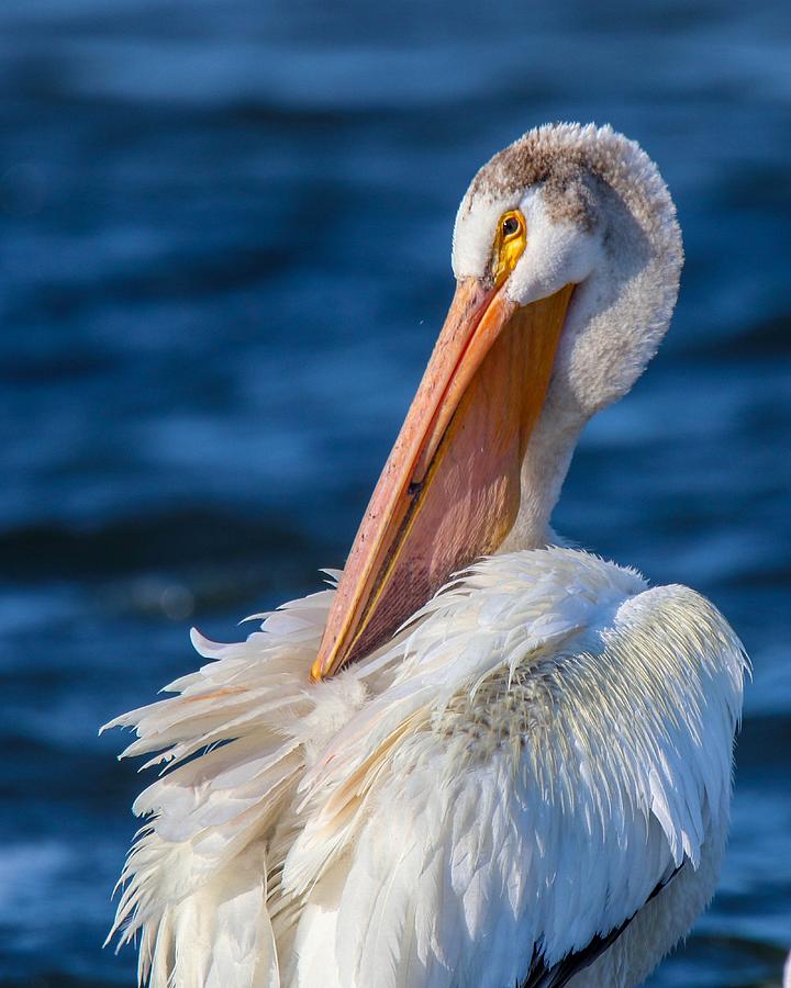 American White Pelican Photograph by Susan Rydberg