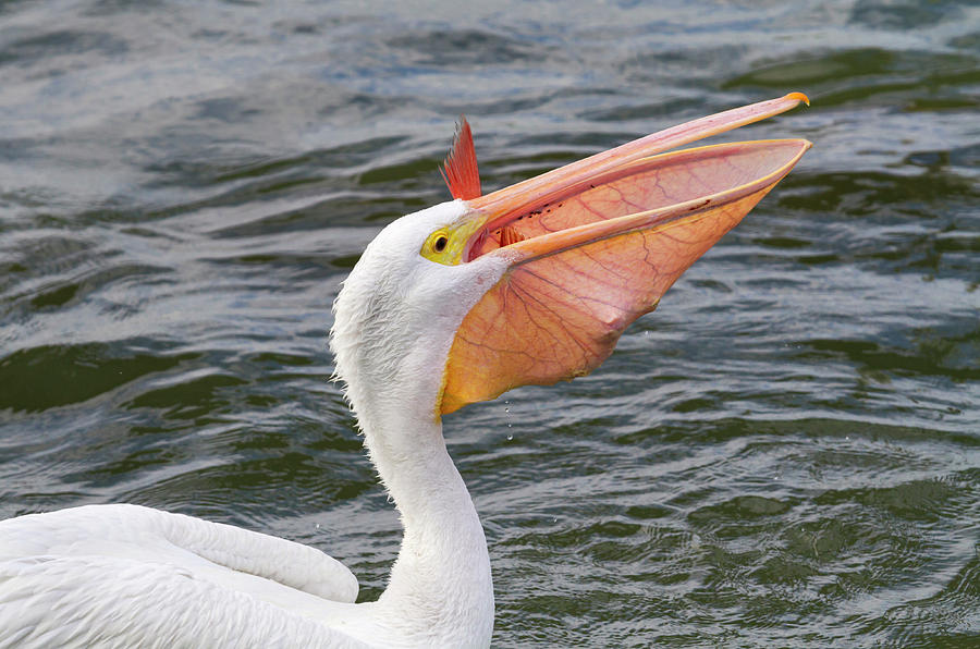 American White Pelican With Big Fish Photograph by Ivan Kuzmin - Pixels