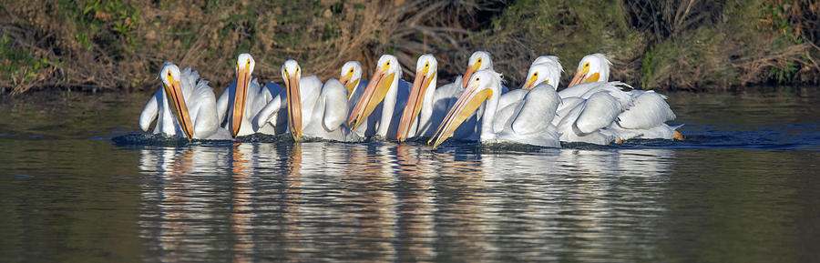 American White Pelicans 2629-012619 Photograph by Tam Ryan