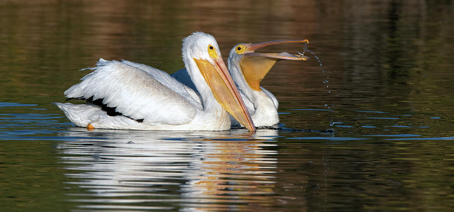 American White Pelicans 2921-102919 Photograph by Tam Ryan
